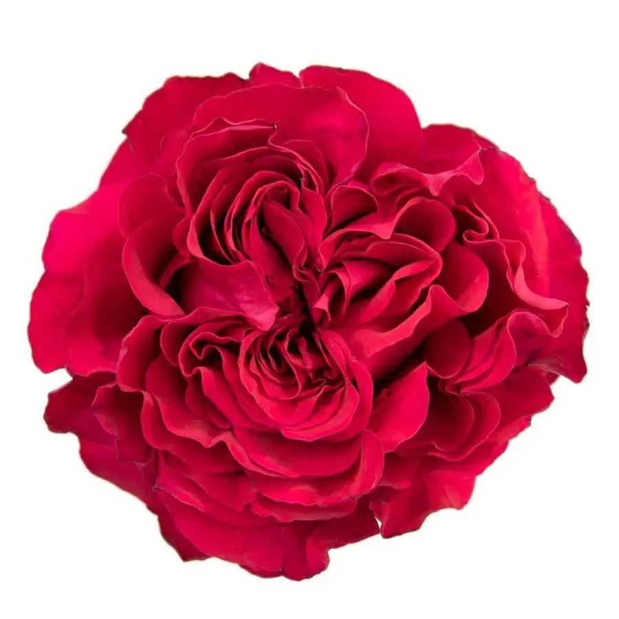Garden Rose Mayra Hot Pink - 48 Stem Bunch