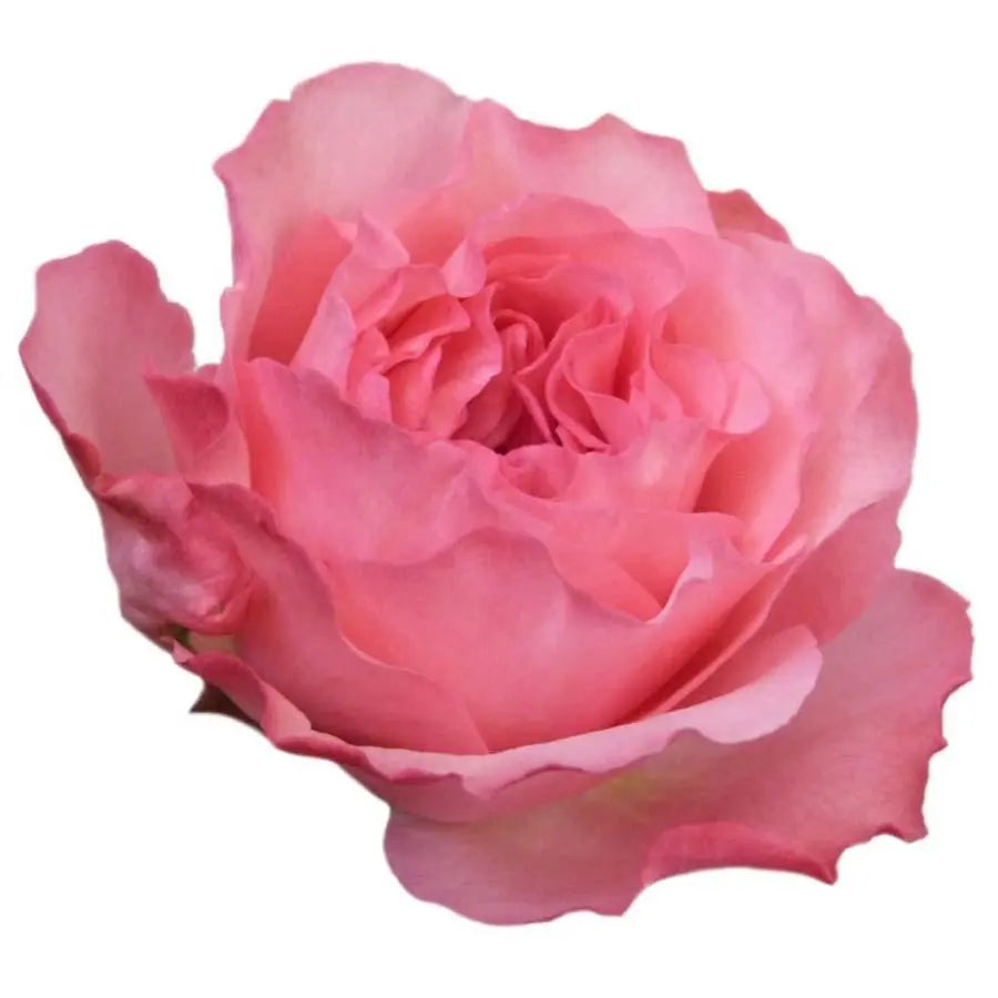 Garden Rose Mayra Pink - 48 Stem Bunch