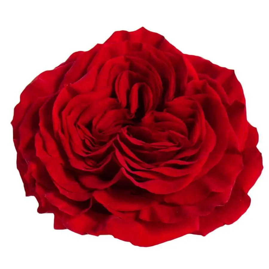 Garden Rose Mayra Red - 48 Stem Bunch
