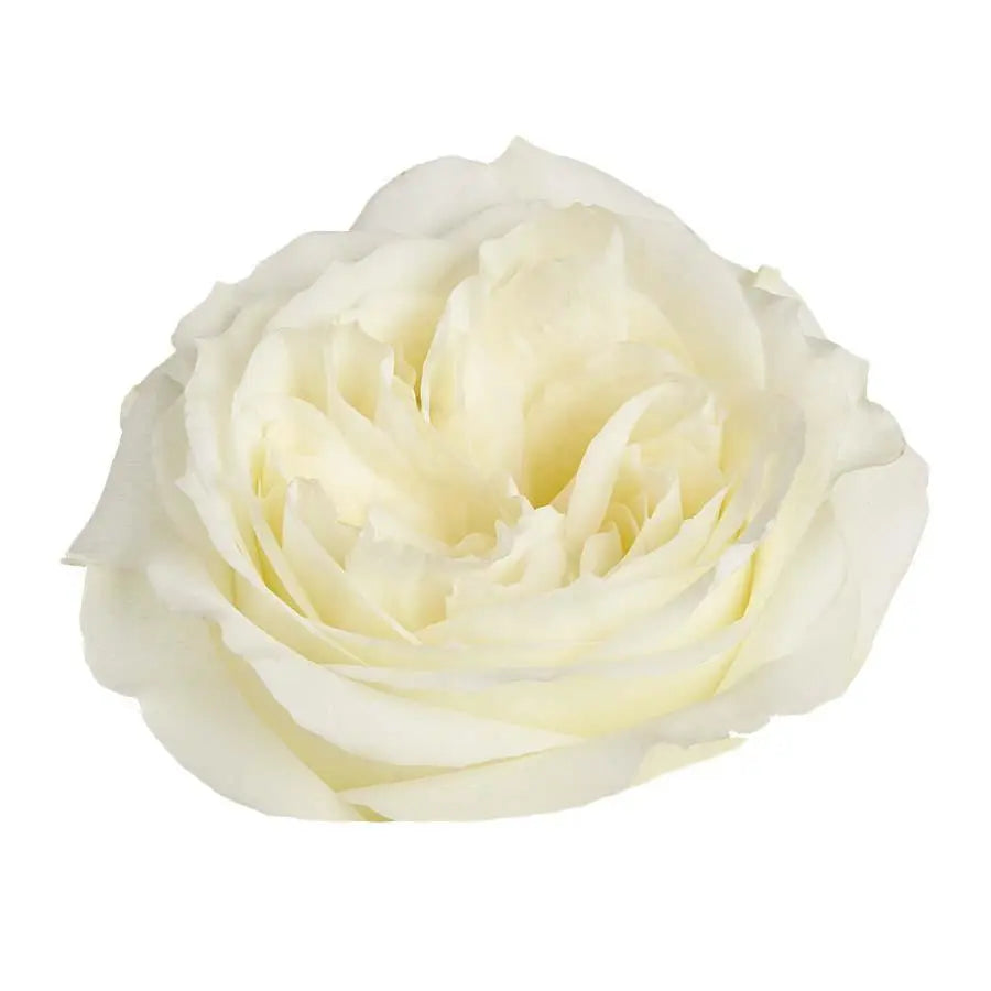 Garden Rose Mayra White - 48 Stem Bunch