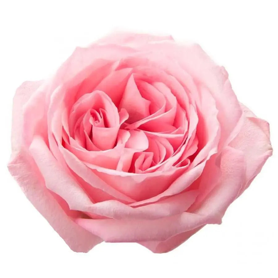 Garden Rose Pink O'Hara - 48 Stem Bunch