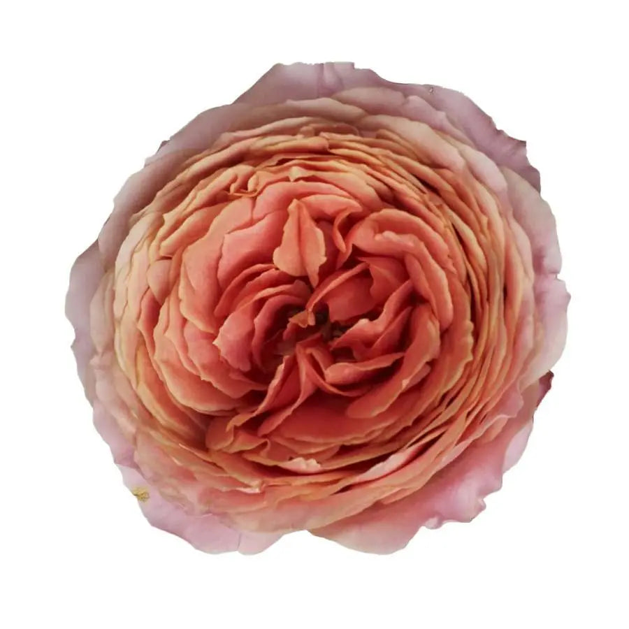 Garden Rose Romantic Antique - 48 Stem Bunch