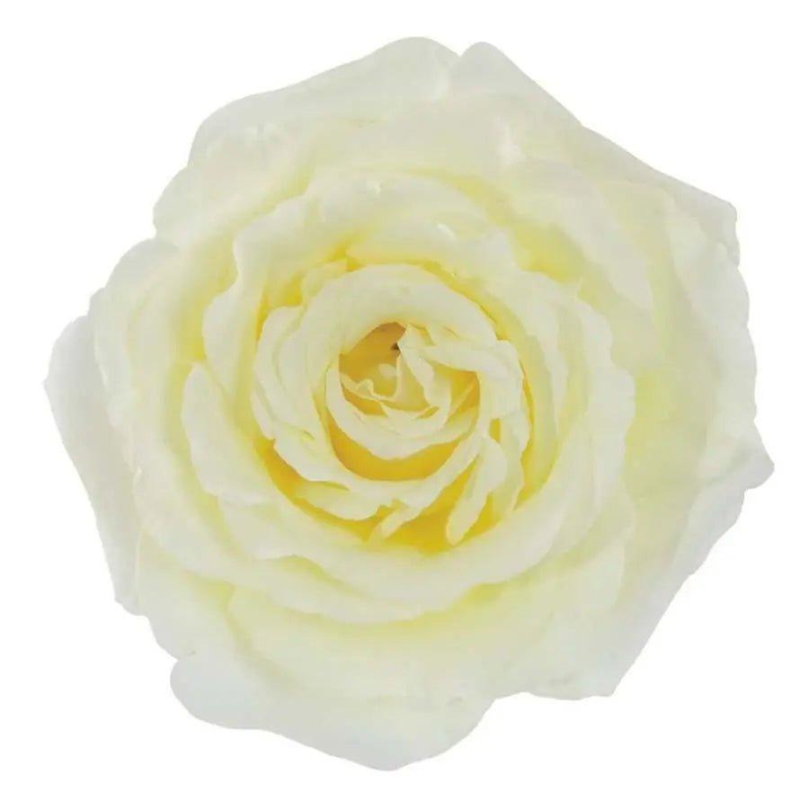 Garden Rose Vitality - 48 Stem Bunch