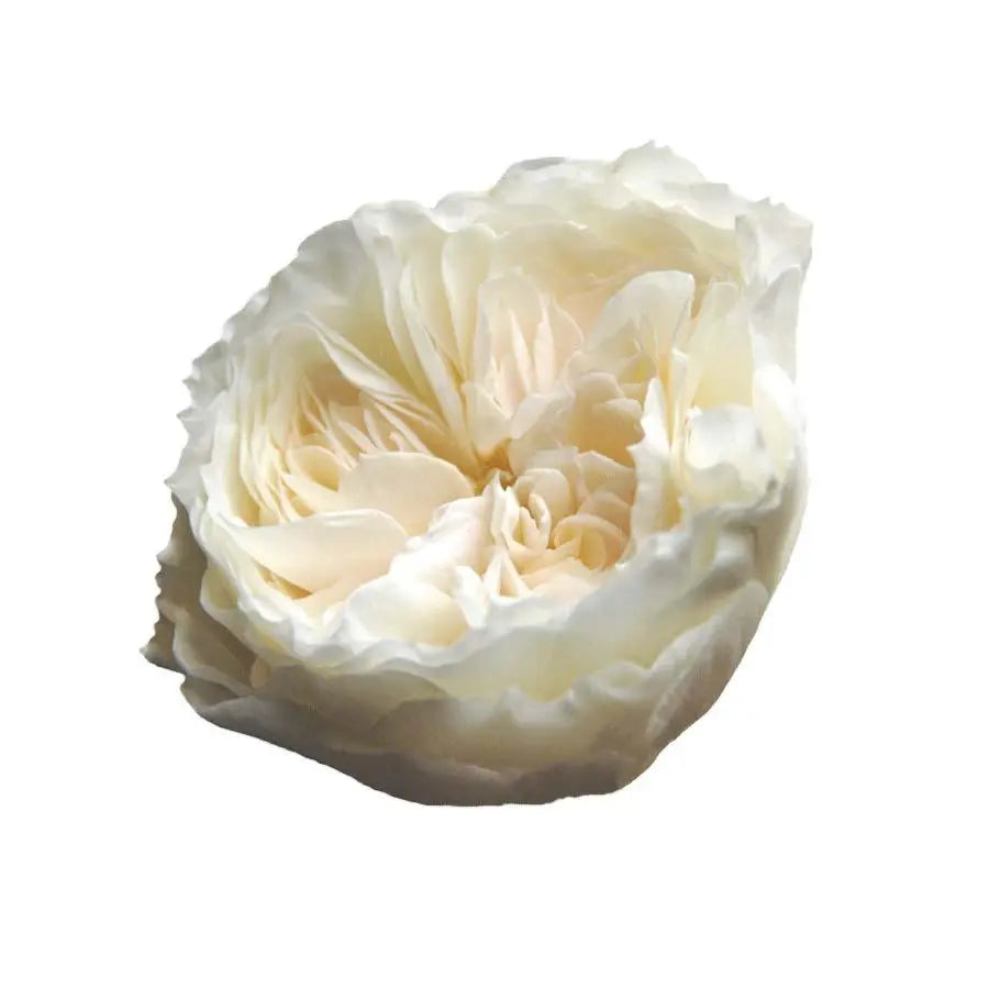 Garden Rose White Cloud - 48 Stem Bunch