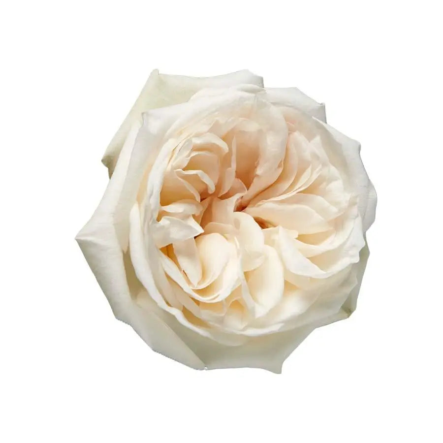 Garden Rose White O'Hara - 48 Stem Bunch