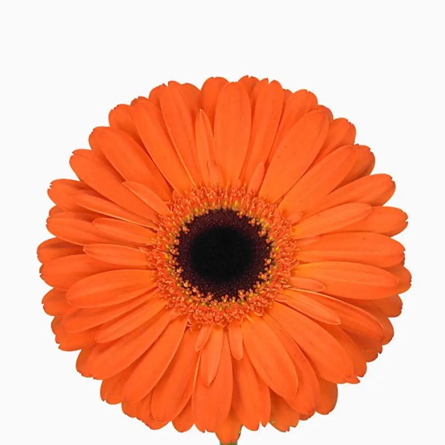 Gerber Daisy Orange - 60 Stem Bunch Holex Dutch