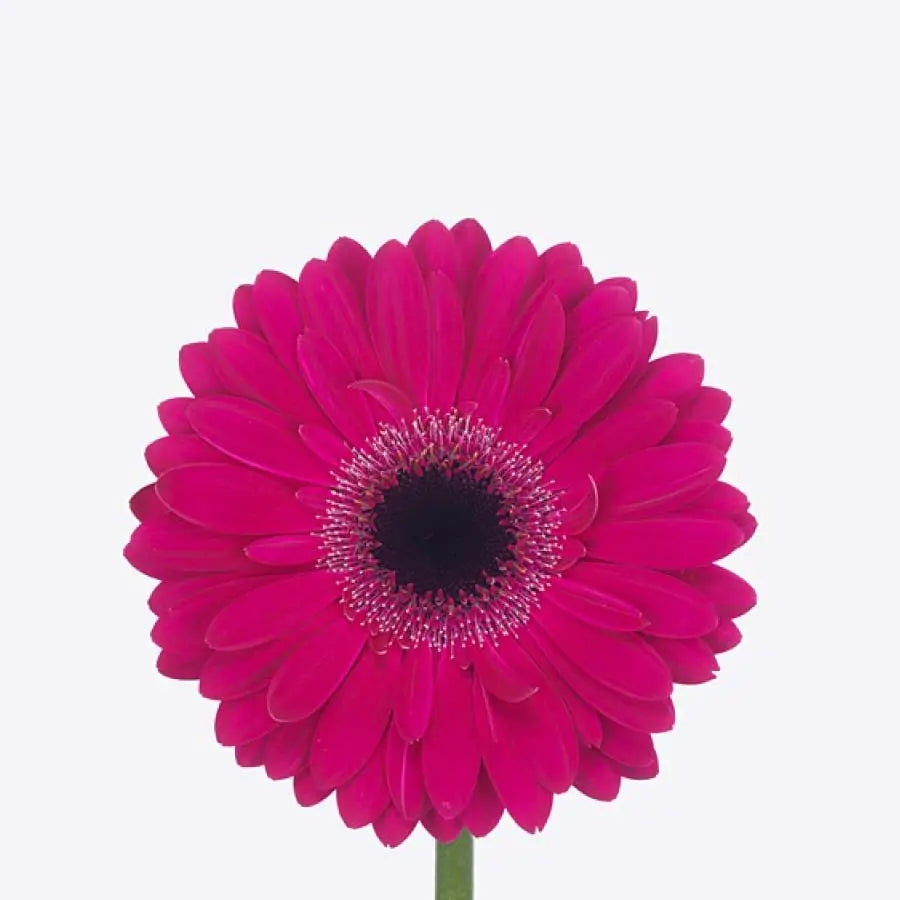 Gerber Daisy Purple - 60 Stem Bunch Holex Dutch