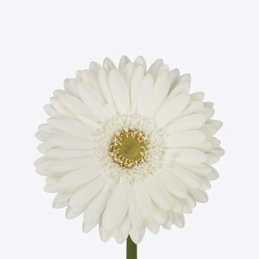 Gerber Daisy White - 60 Stem Bunch Holex Dutch