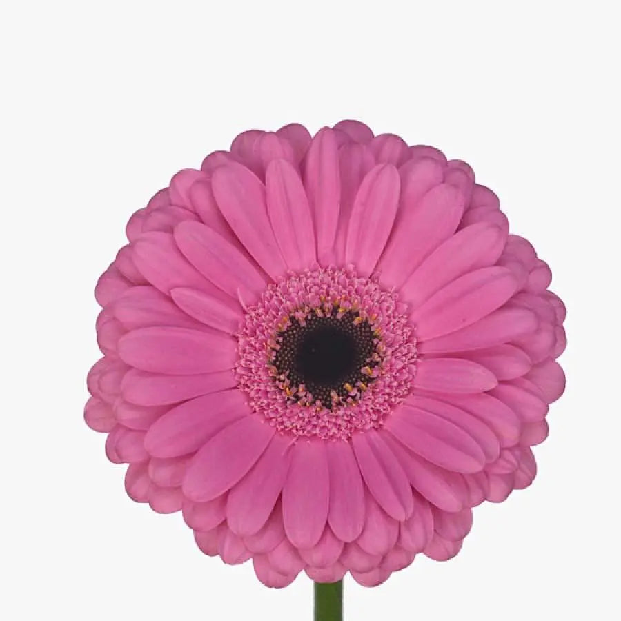 Gerber Alydia - 50 Stem Bunch Holex Dutch