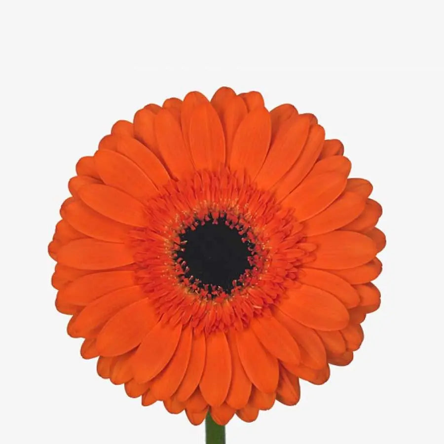 Gerber Amira - 50 Stem Bunch Holex Dutch