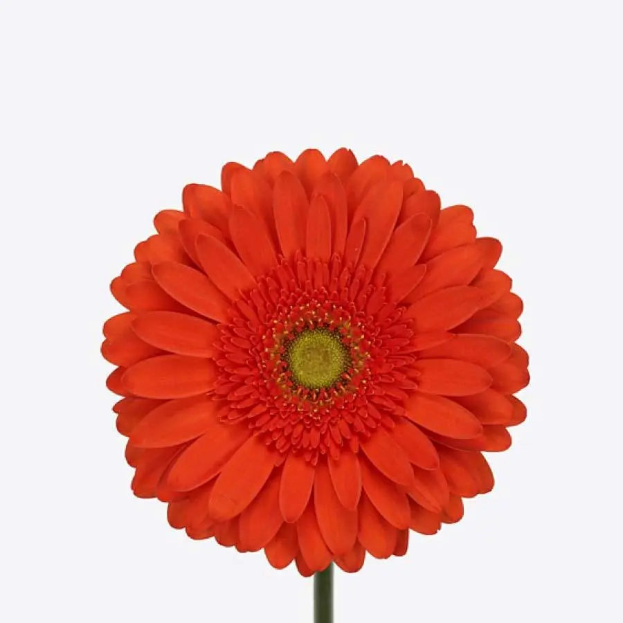 Gerber Atlanta - 50 Stem Bunch Holex Dutch