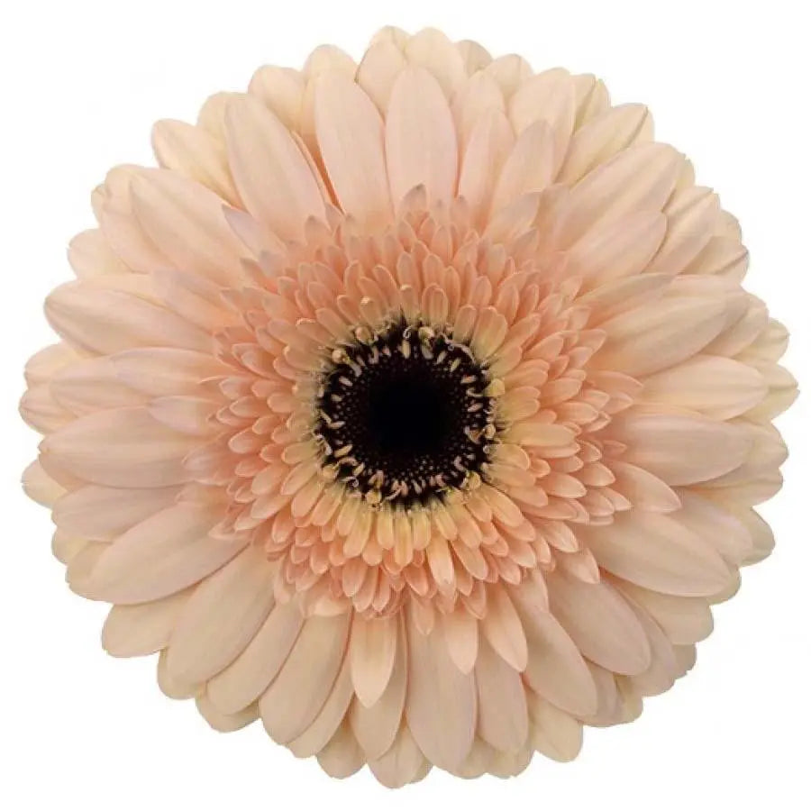 Gerber Cafe Del Mar - 50 Stem Bunch Holex Dutch