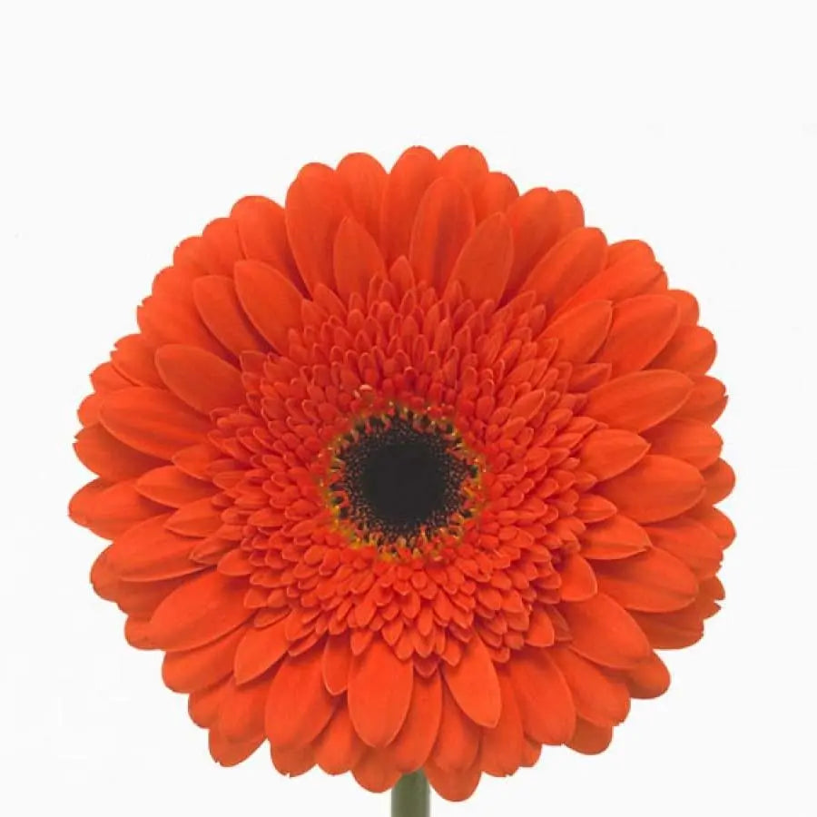 Gerber Candela - 50 Stem Bunch Holex Dutch