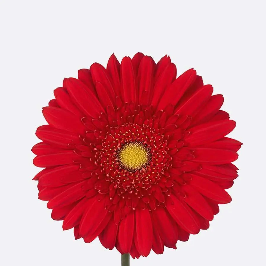 Gerber Carambole - 50 Stem Bunch Holex Dutch