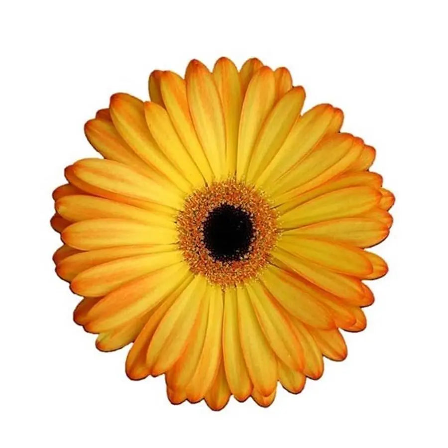 Gerber Catwalk - 50 Stem Bunch Holex Dutch