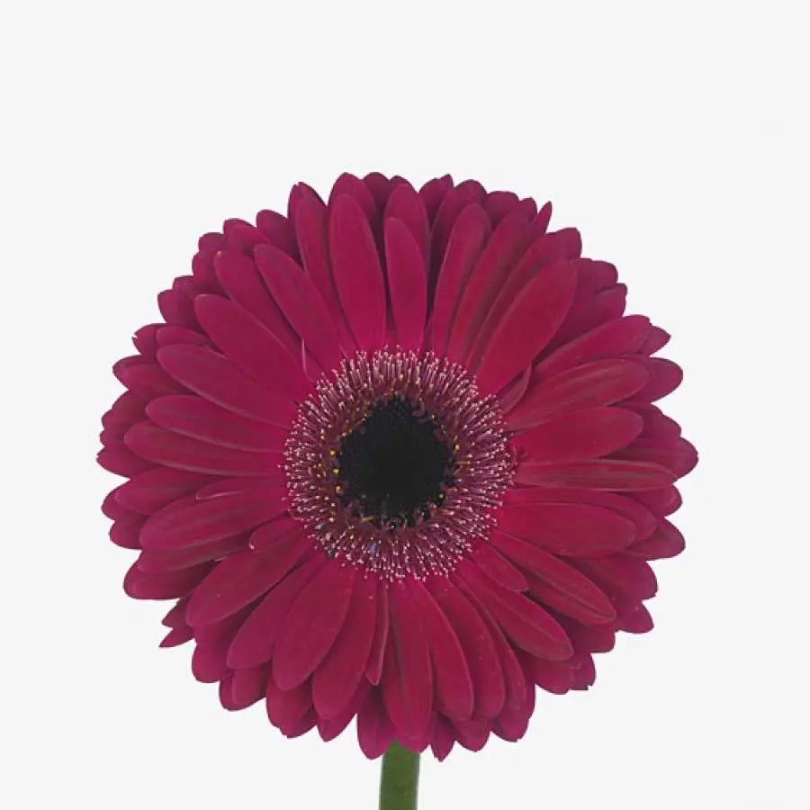 Gerber Clasico - 50 Stem Bunch Holex Dutch