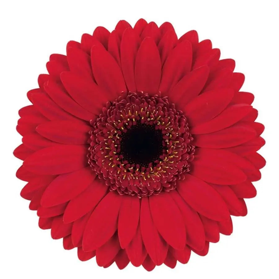 Gerber Colt - 50 Stem Bunch Holex Dutch