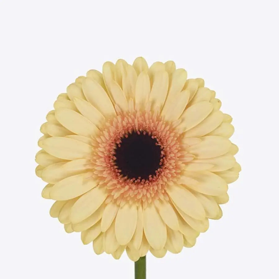 Gerber Cream Beach - 50 Stem Bunch Holex Dutch