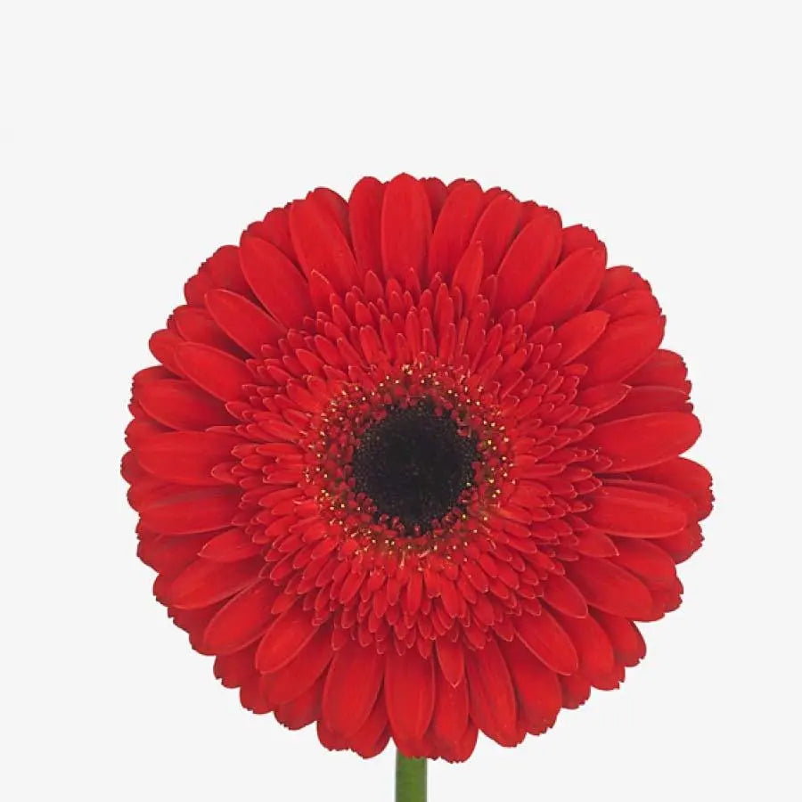 Gerber Dynamic - 50 Stem Bunch Holex Dutch