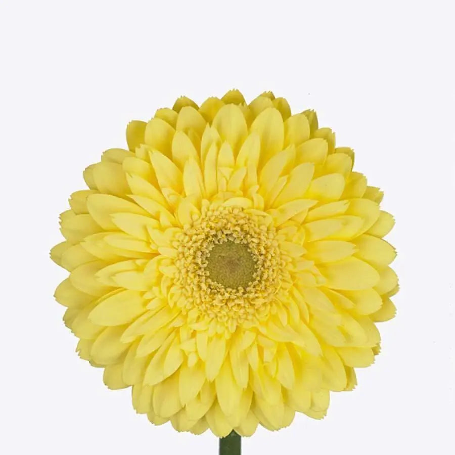 Gerber Full Moon - 50 Stem Bunch Holex Dutch