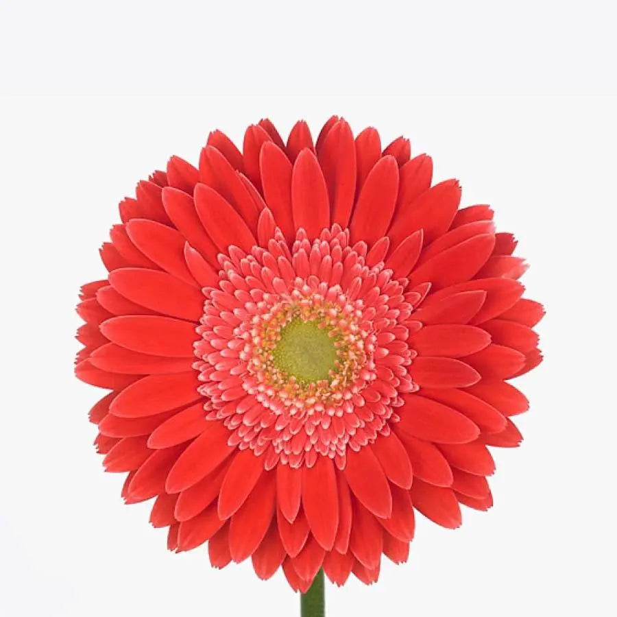 Gerber Hooper - 50 Stem Bunch Holex Dutch