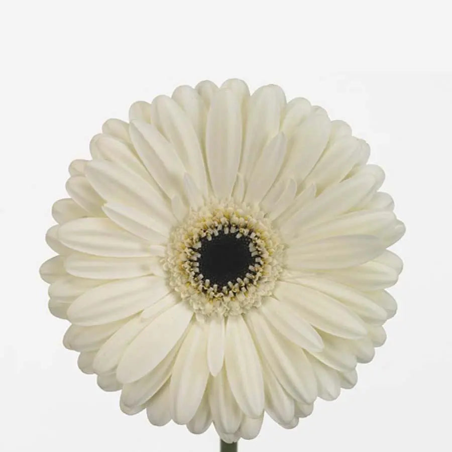 Gerber Iceberg - 50 Stem Bunch Holex Dutch