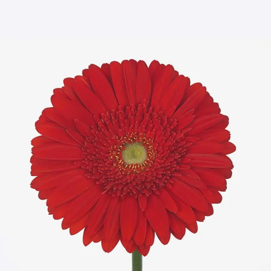 Gerber La Vida - 50 Stem Bunch Holex Dutch