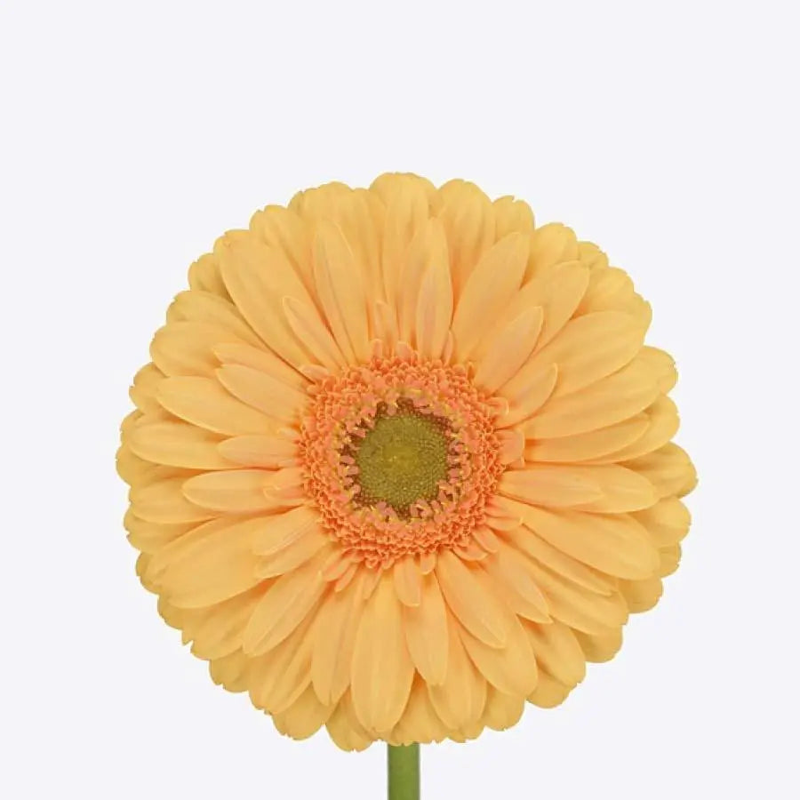 Gerber Mango - 50 Stem Bunch Holex Dutch