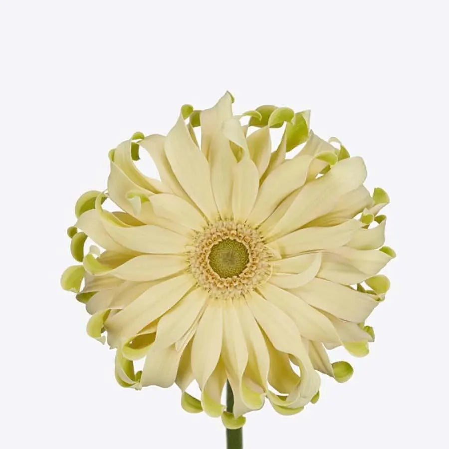 Gerber Pasta Carbonara - 50 Stem Bunch Holex Dutch