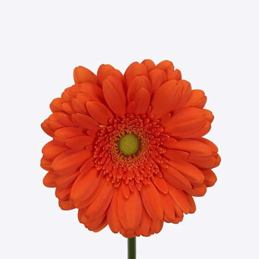 Gerber Peptalk - 50 Stem Bunch Holex Dutch