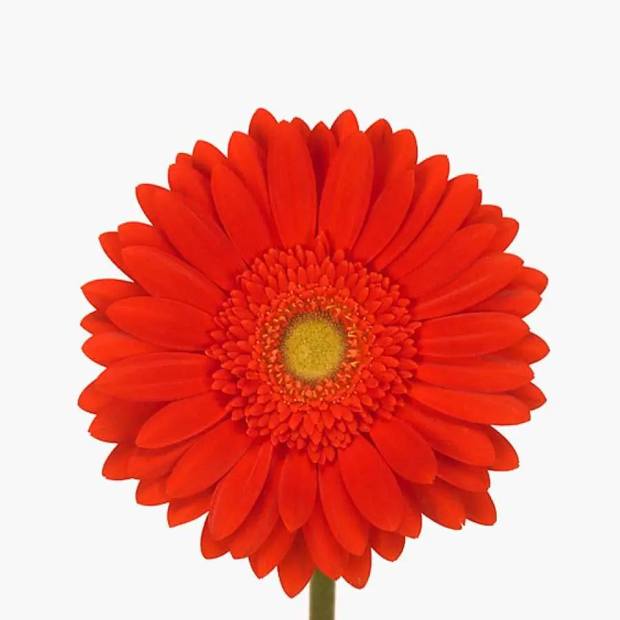 Gerber Red Explosion - 50 Stem Bunch Holex Dutch