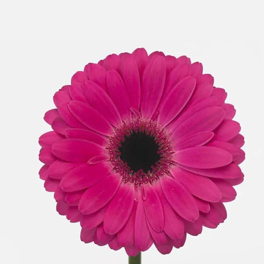 Gerber Rich - 50 Stem Bunch Holex Dutch