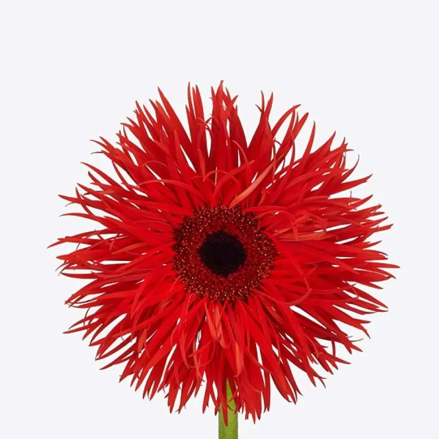 Gerber Spider Premiere - 50 Stem Bunch Holex Dutch