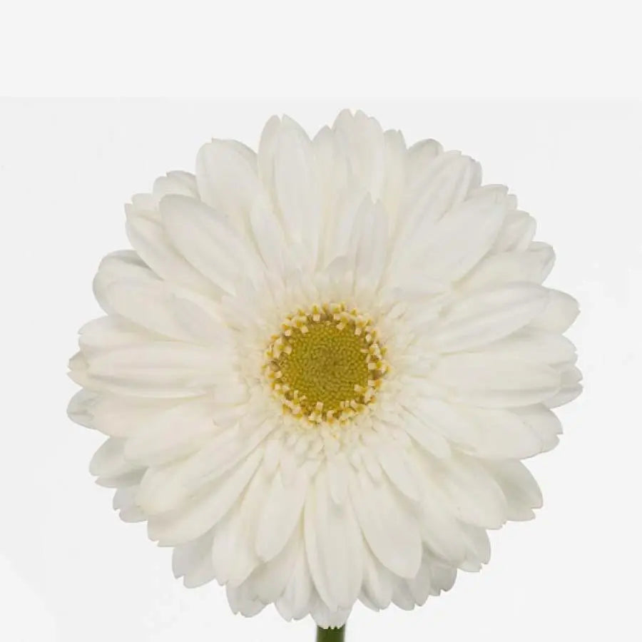 Gerber Swanlake - 50 Stem Bunch Holex Dutch