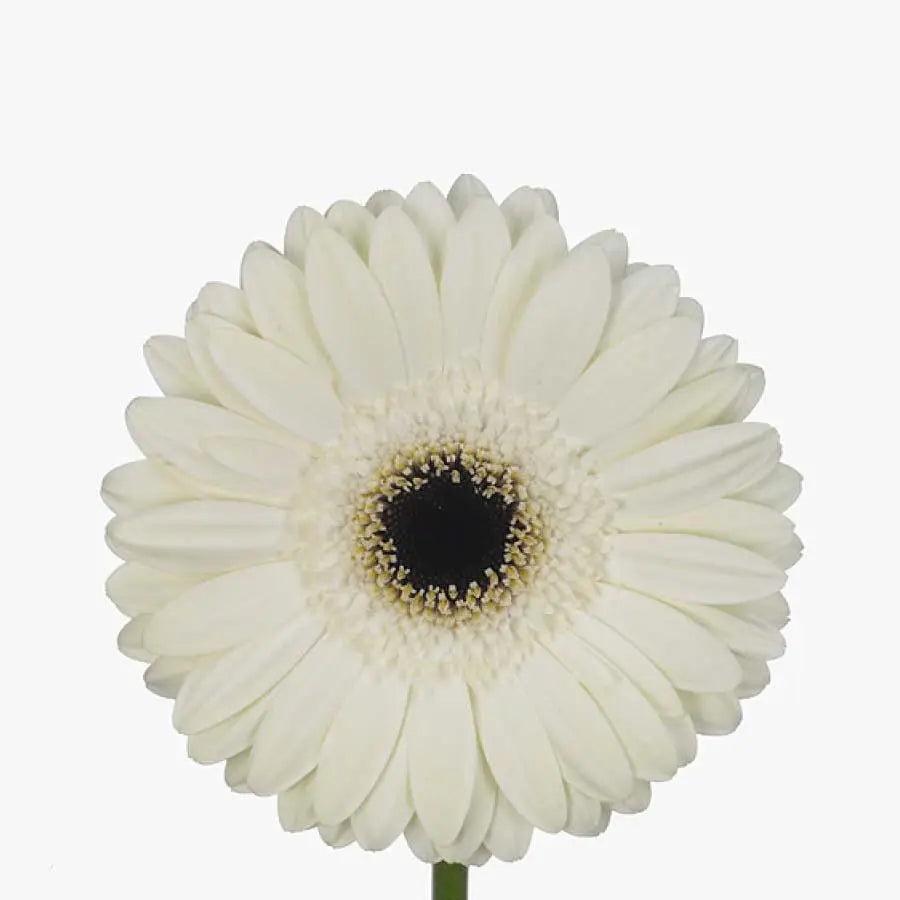 Gerber White House - 50 Stem bunch Holex Dutch