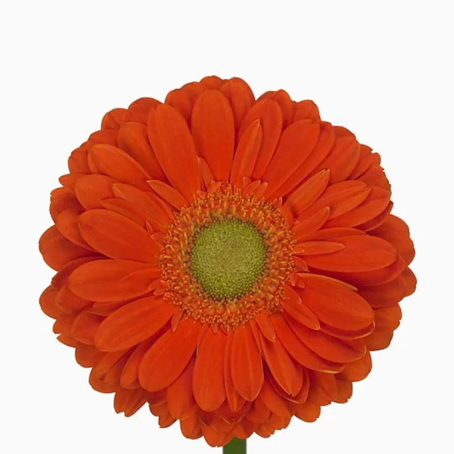 Gerber Zodiac - 50 Stem Bunch Holex Dutch