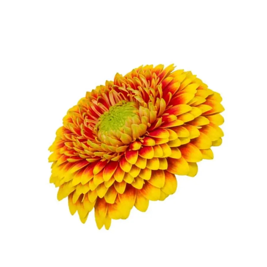 Mini Gerber Pomponi Combi - 60 Stem Bunch Holex Dutch