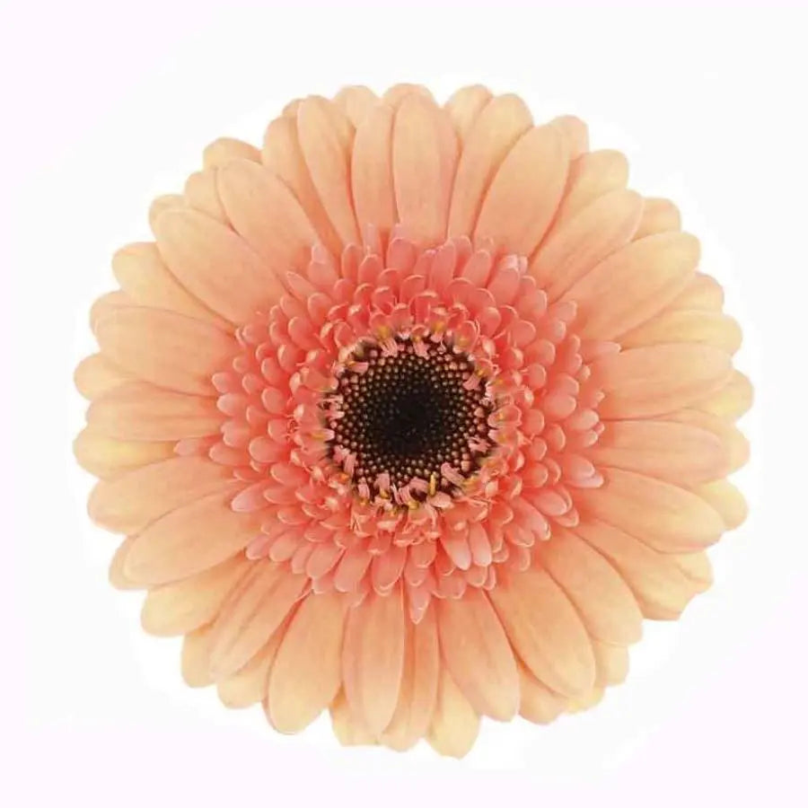 Germini Cookies N Cream