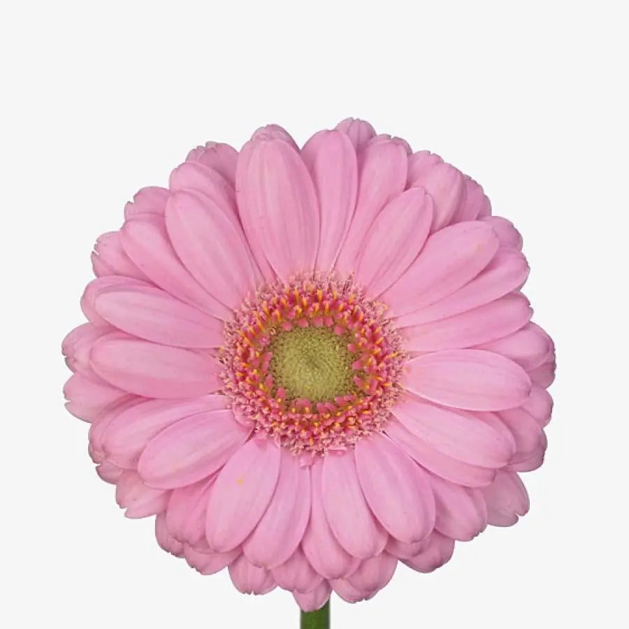 A selective focus picture of light pink colored flowers called Red  Frangipani in Garden in India. Scientific name is Plumeria Rubra Stock  Photo - Alamy, image size:900x900