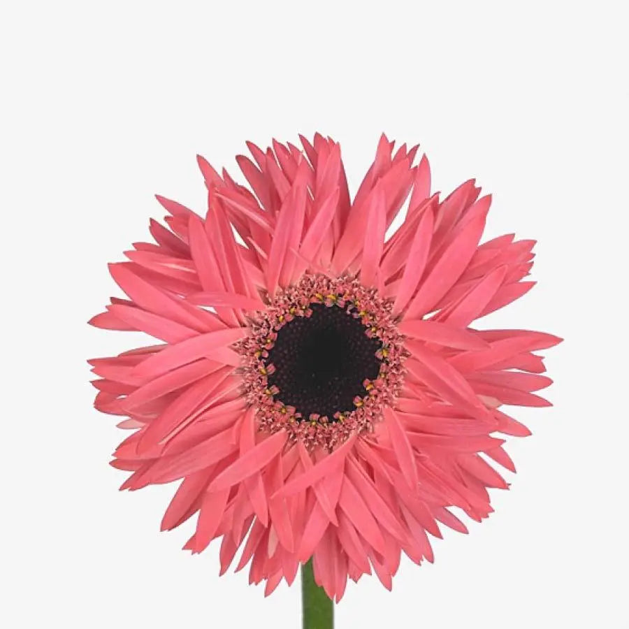 Mini Gerber Spider Spectacle - 60 Stem Bunch - PetalDriven