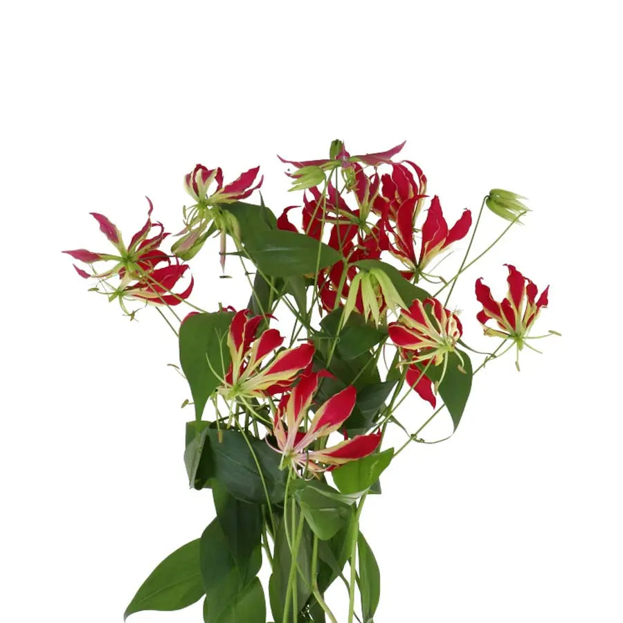 Gloriosa Red - 10 Stem Bunch - PetalDriven