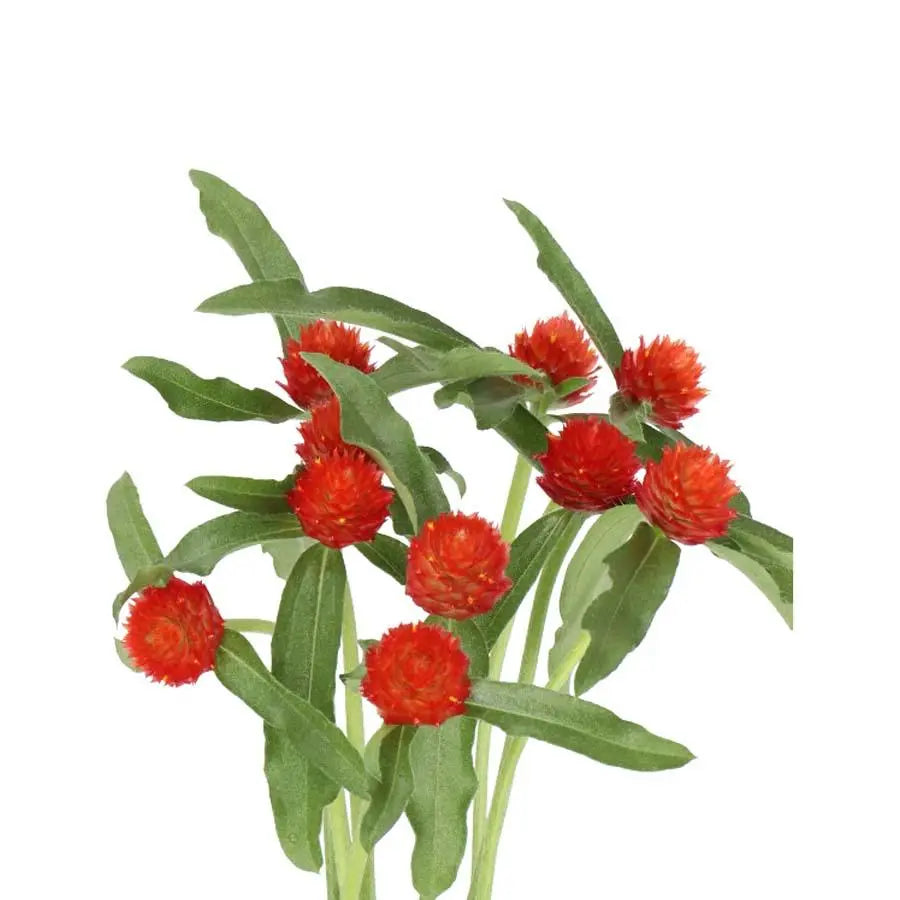 Gomphrena Strawberry - 40 Stems
