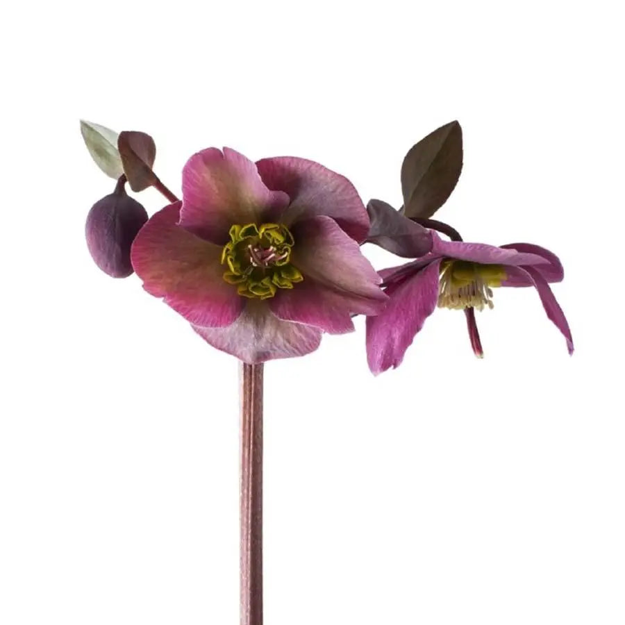 Helleborus Aarendelle™ Sara Red - 40 Stem Bunch Holex Dutch