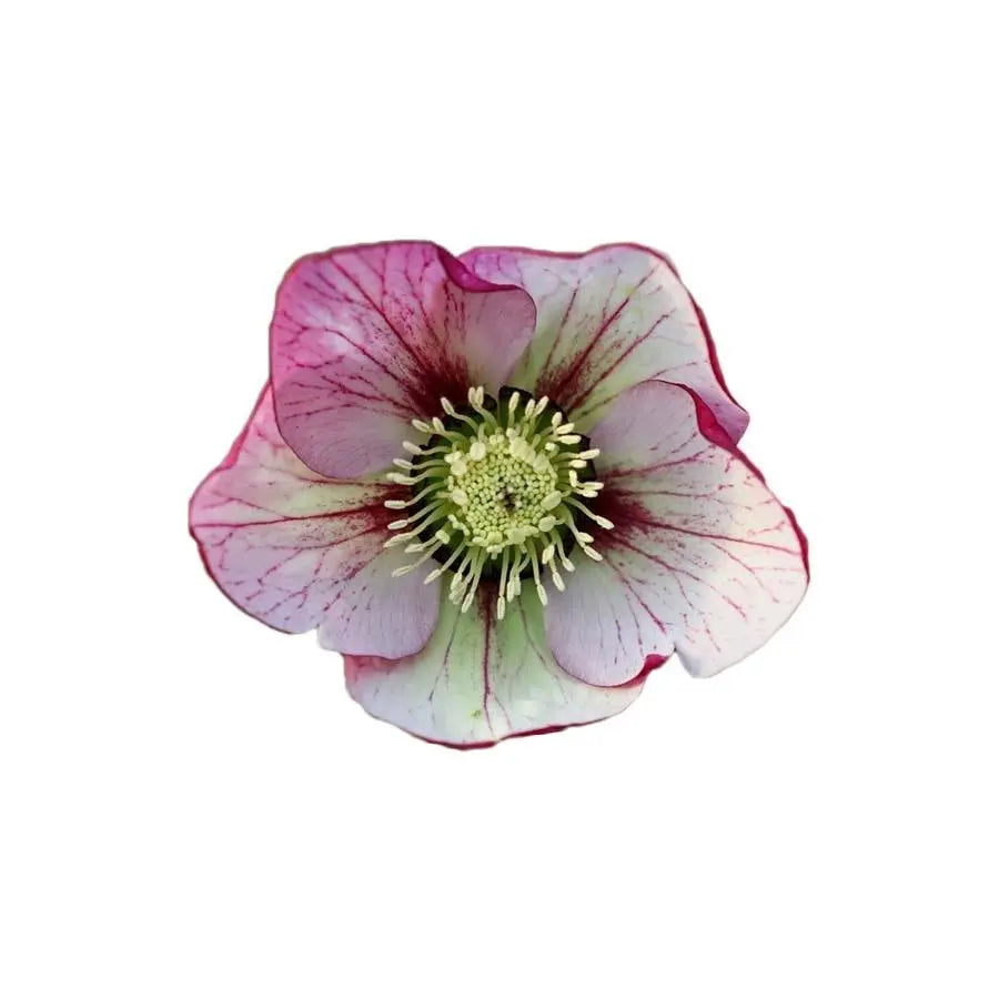 Helleborus Queens Picote - 40 Stem Bunch Holex Dutch
