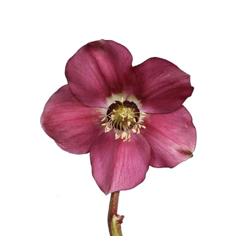 Helleborus Queens Red - 40 Stem Bunch Holex Dutch