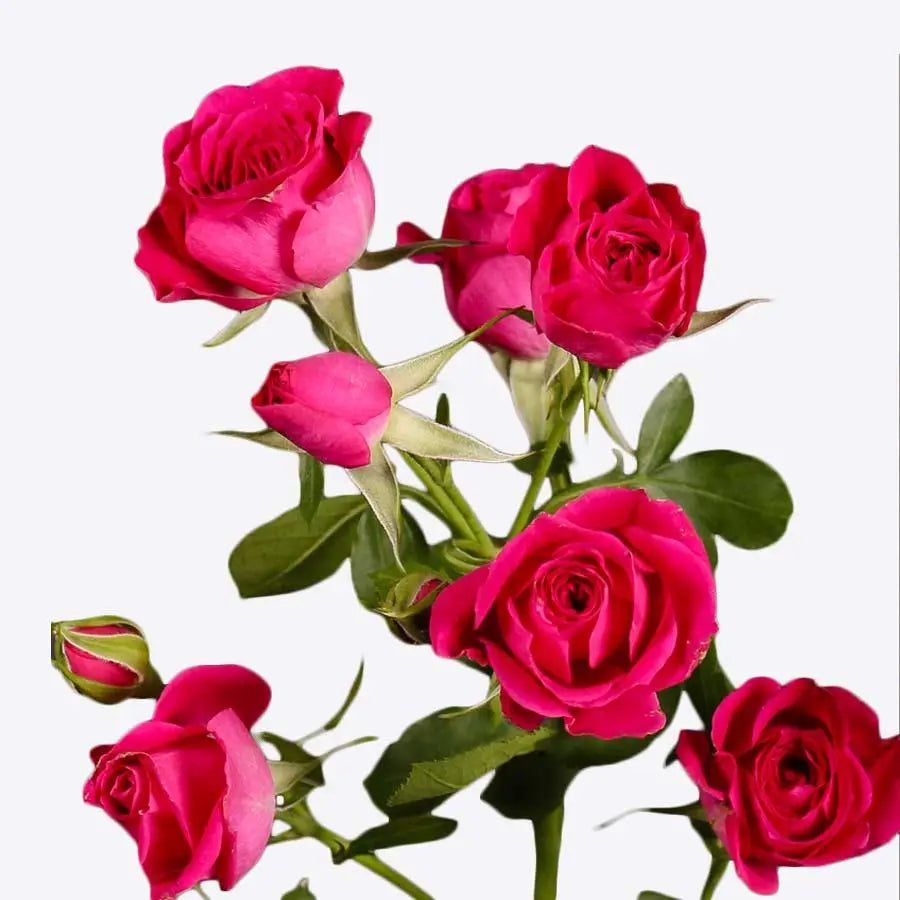 pink spray rose bouquet