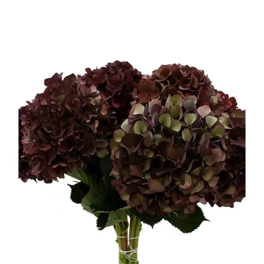 Hydrangea Ruby Burgundy Classic Holex Dutch