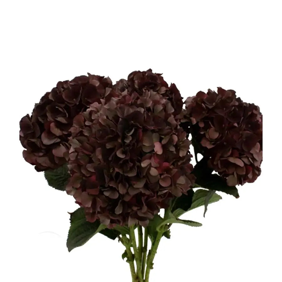 Hydrangea Ruby Chocolate Classic - 10 Stems Holex Dutch