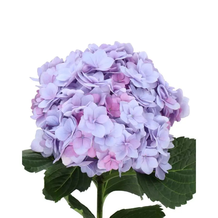 lavender hydrangea plant Hydrangea Adora Lavender
