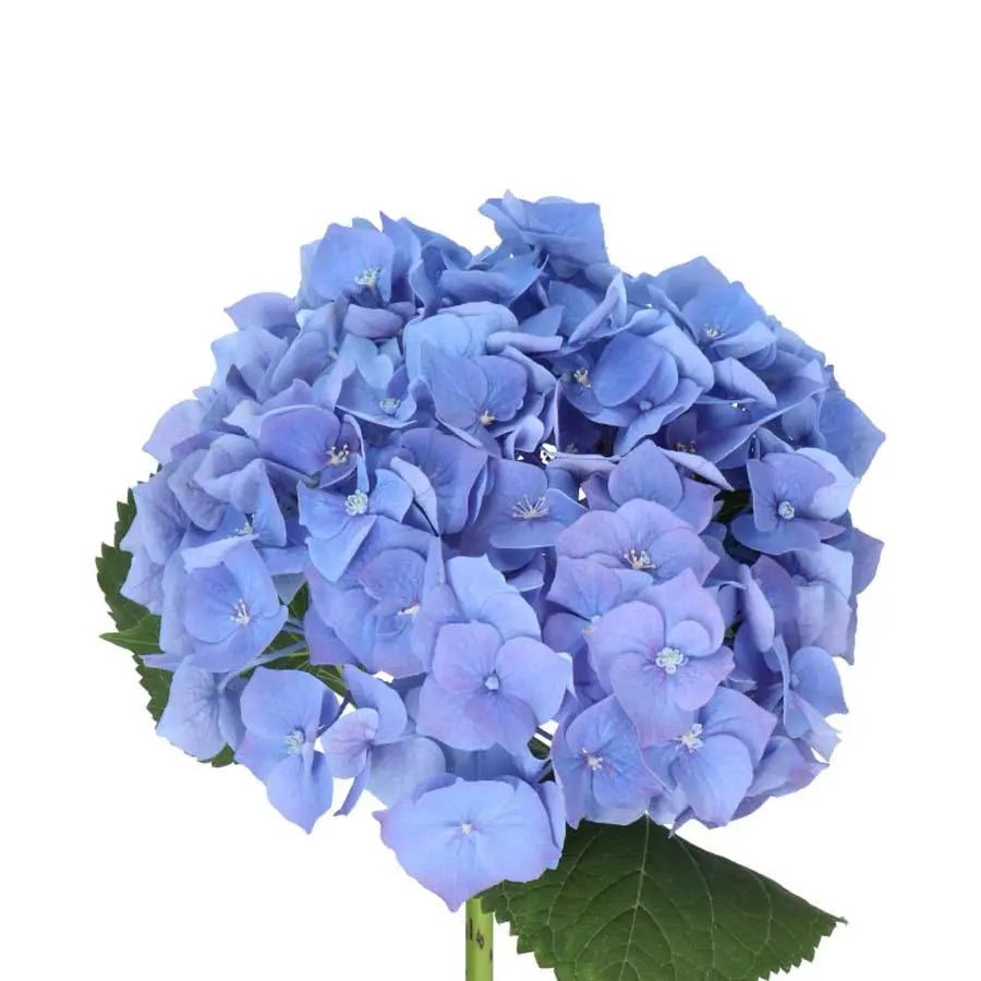 Hydrangea Bela - Blue